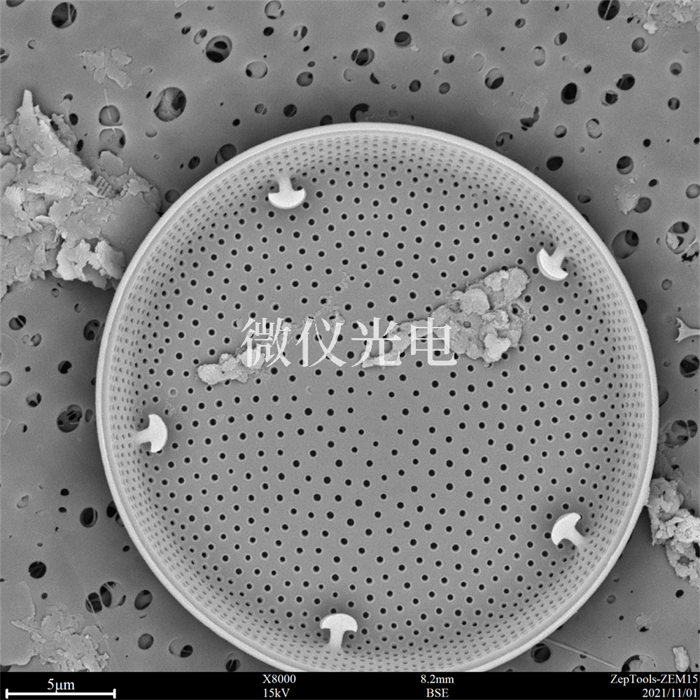 掃描電鏡下的硅藻.png 掃描電鏡下的硅藻.png